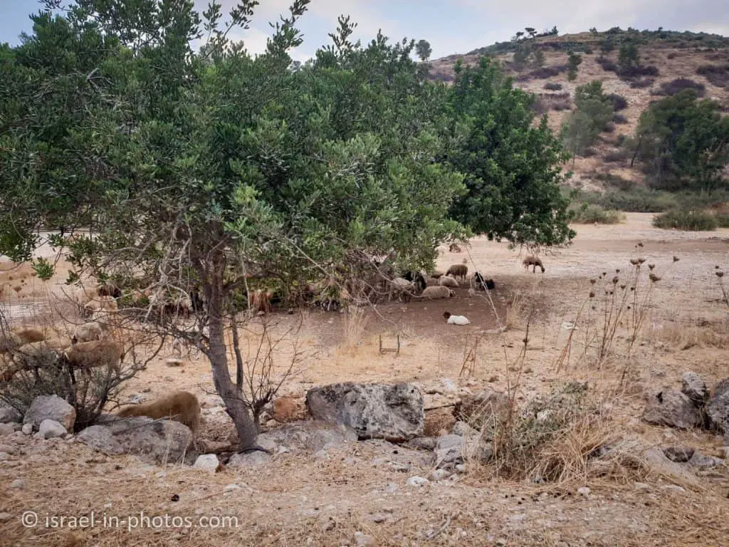 Sheep farm at Horshim Forest