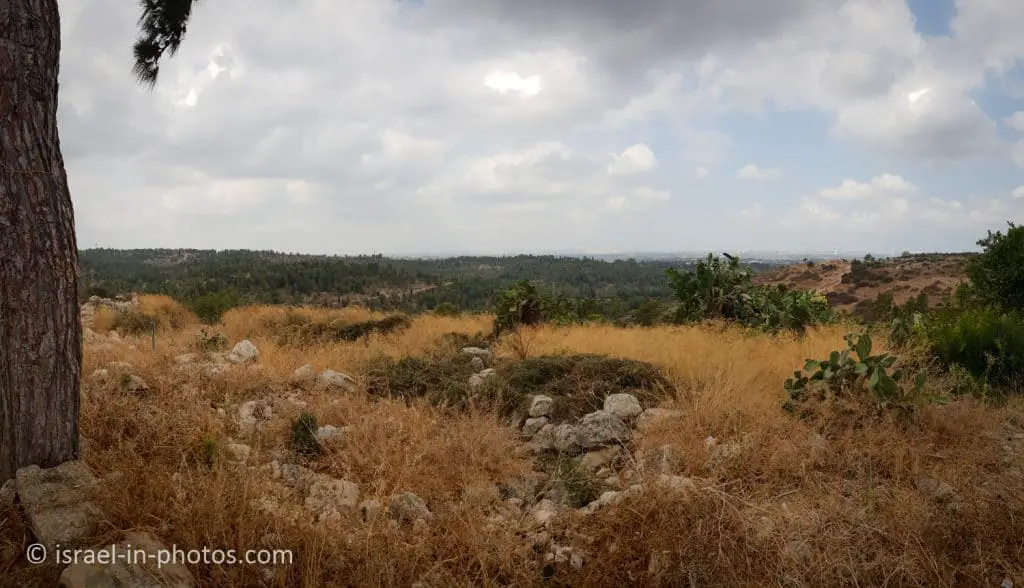 View from Horshim Forest