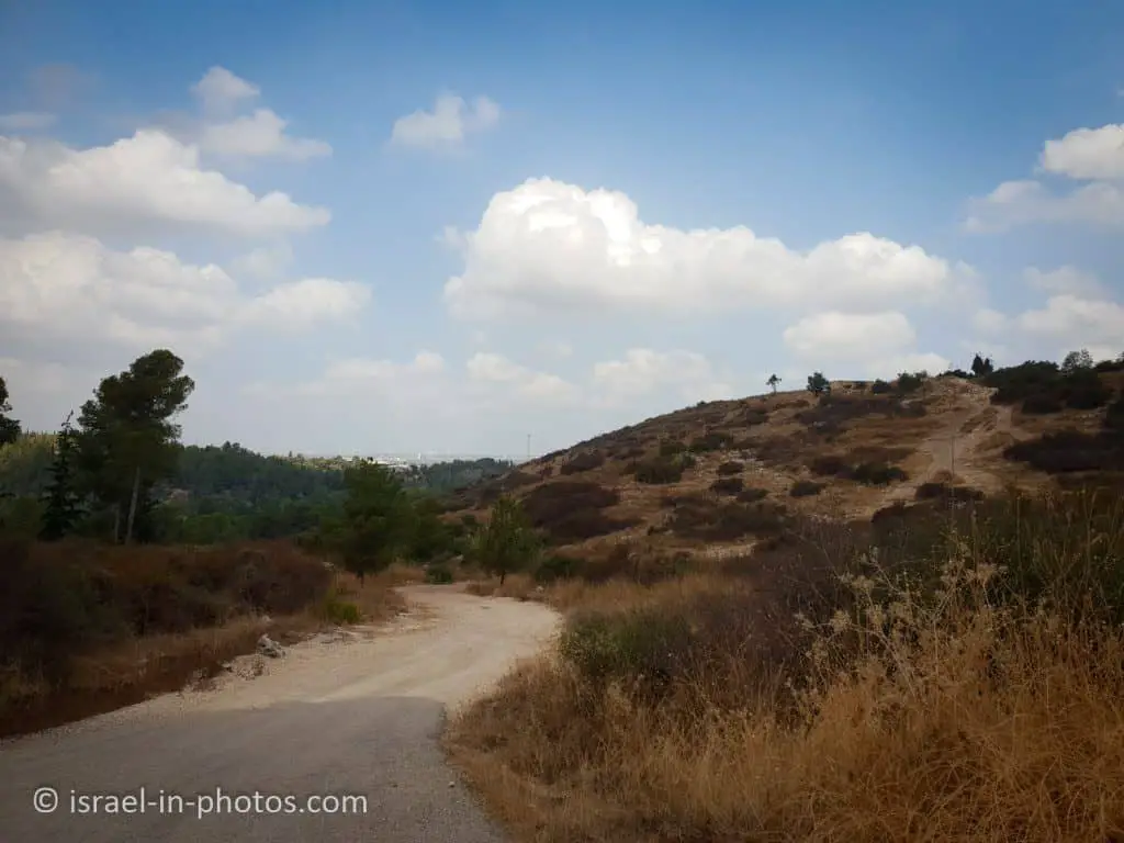 A road in the forest