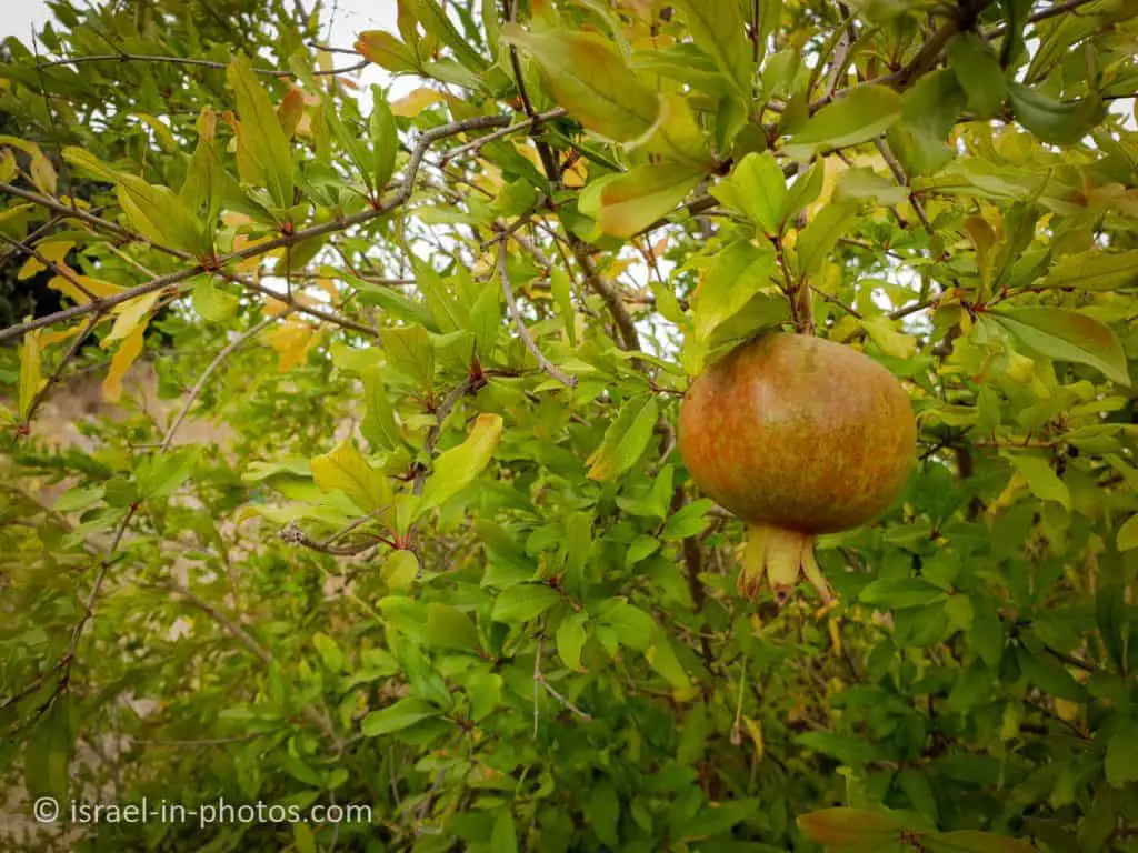 Pomegranate