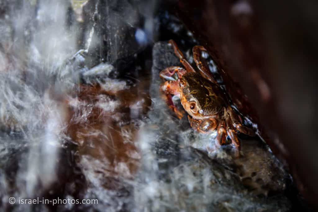 Crab near the waterfall