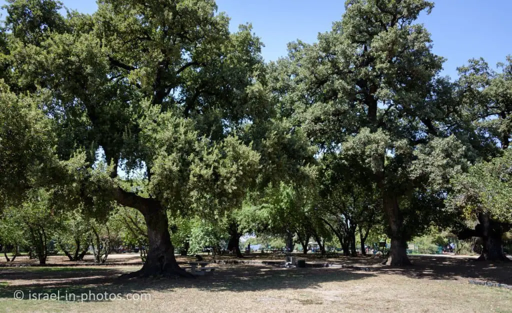 Oak Tree Grove at Horshat Tal National Park