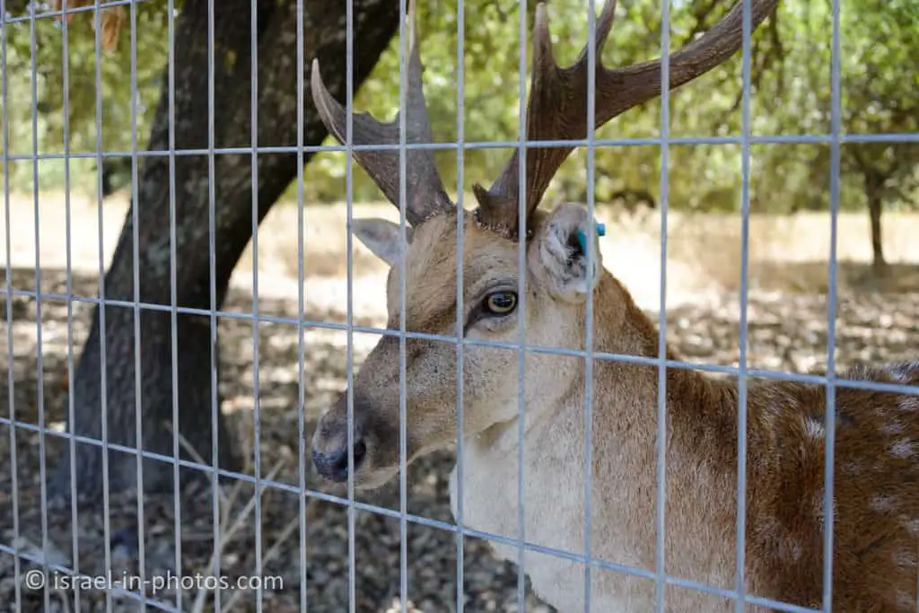 Mesopotamian Fallow Deer
