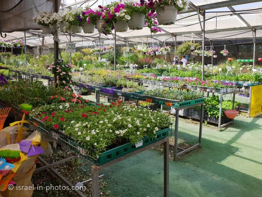 Nursery and Garden Center at Kfar Haroeh