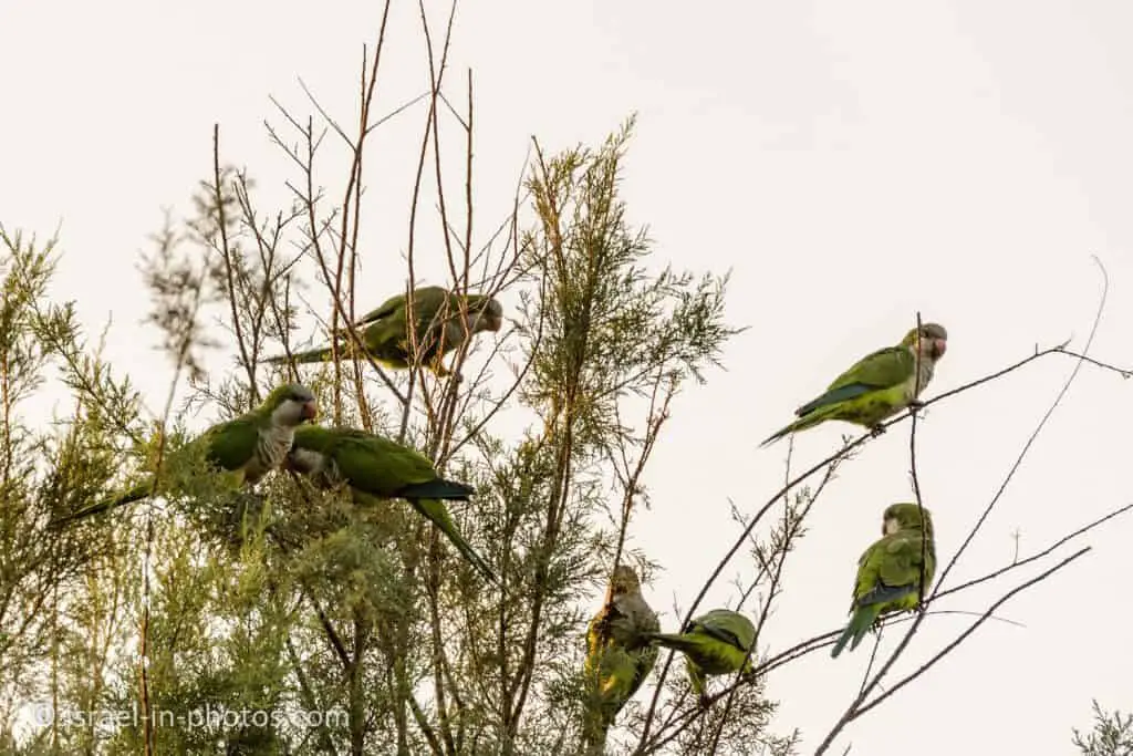 Monk parakeet