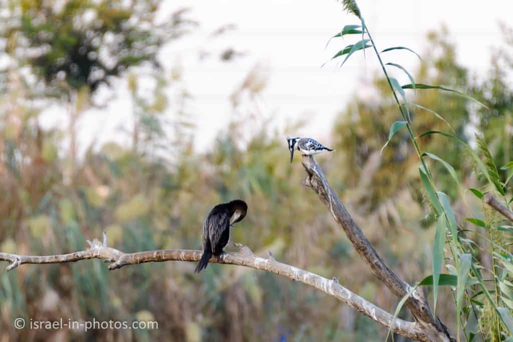 Cormorant and Pied kingfisher