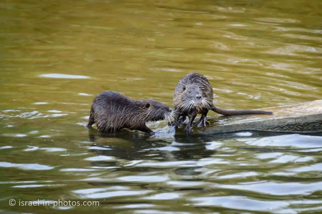 Nutria (Coypu)
