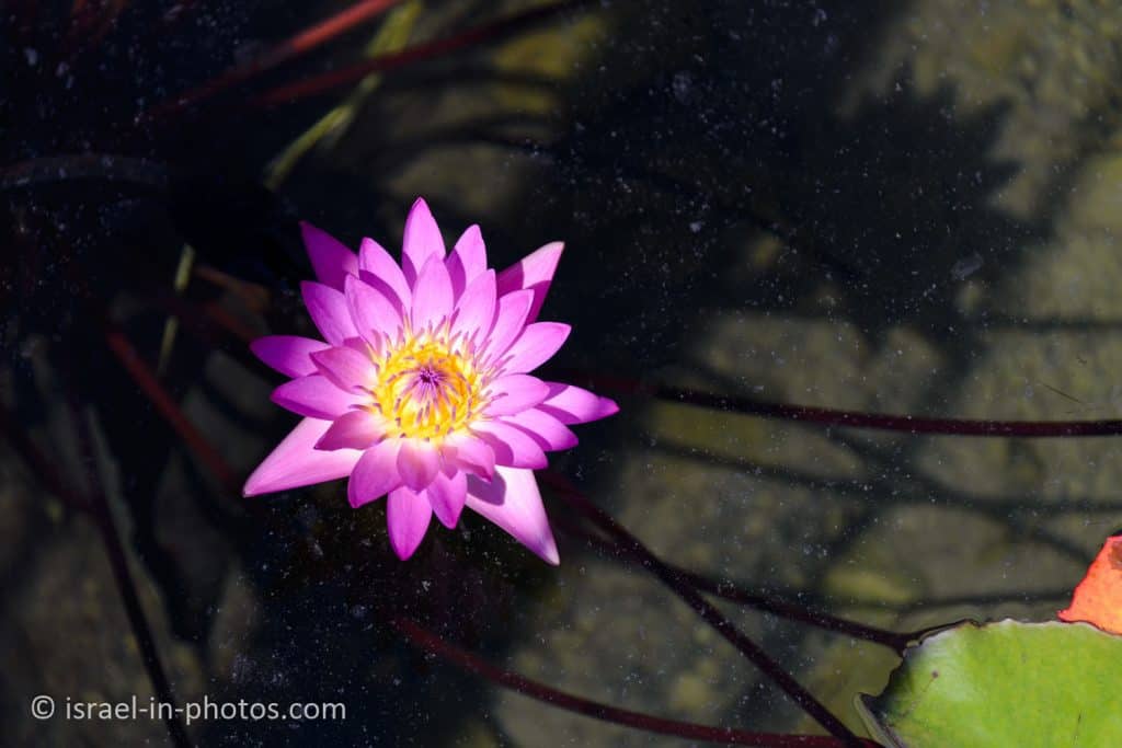 Water lily