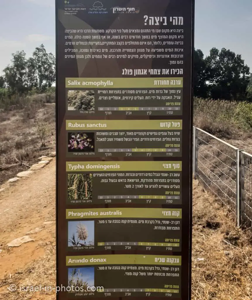 צמחיה