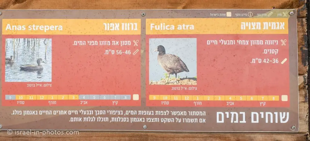 ציפורים