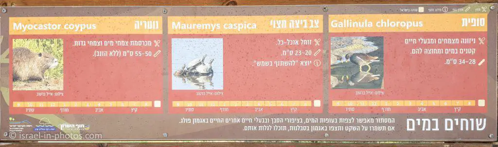 חיות הבר