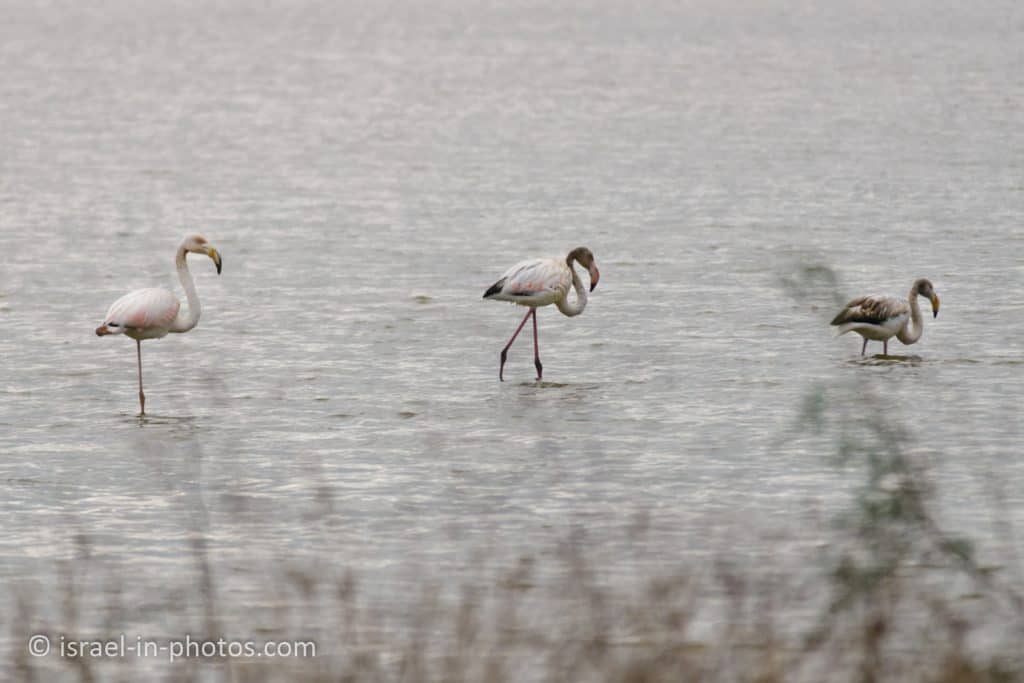 Flamingos, Ein Afek
