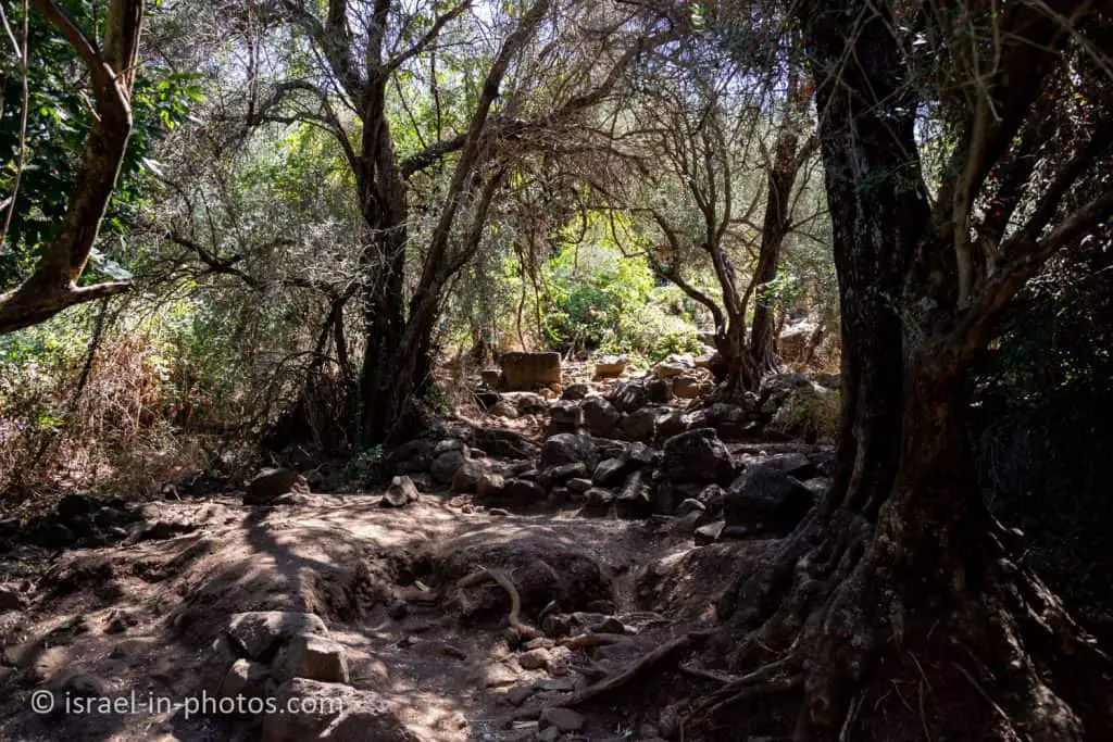 The Trail