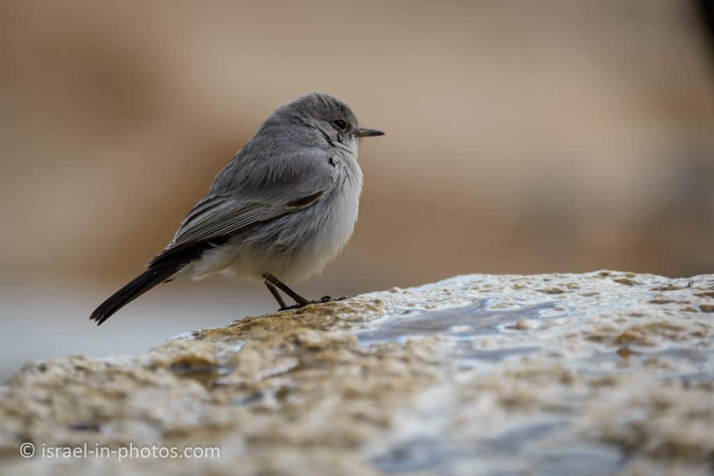 Blackstart Bird