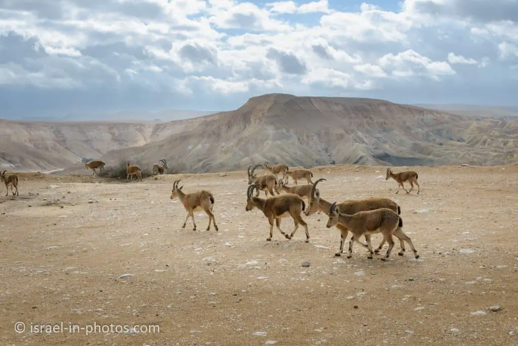 At the Entrance to Ein Avdat National Park