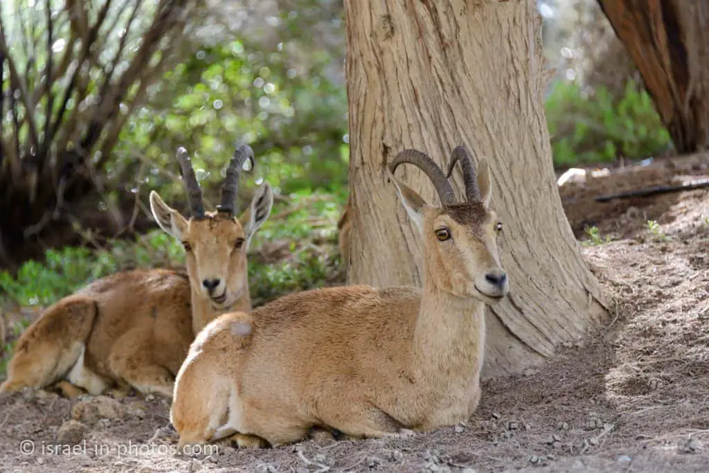 Nubian ibexes
