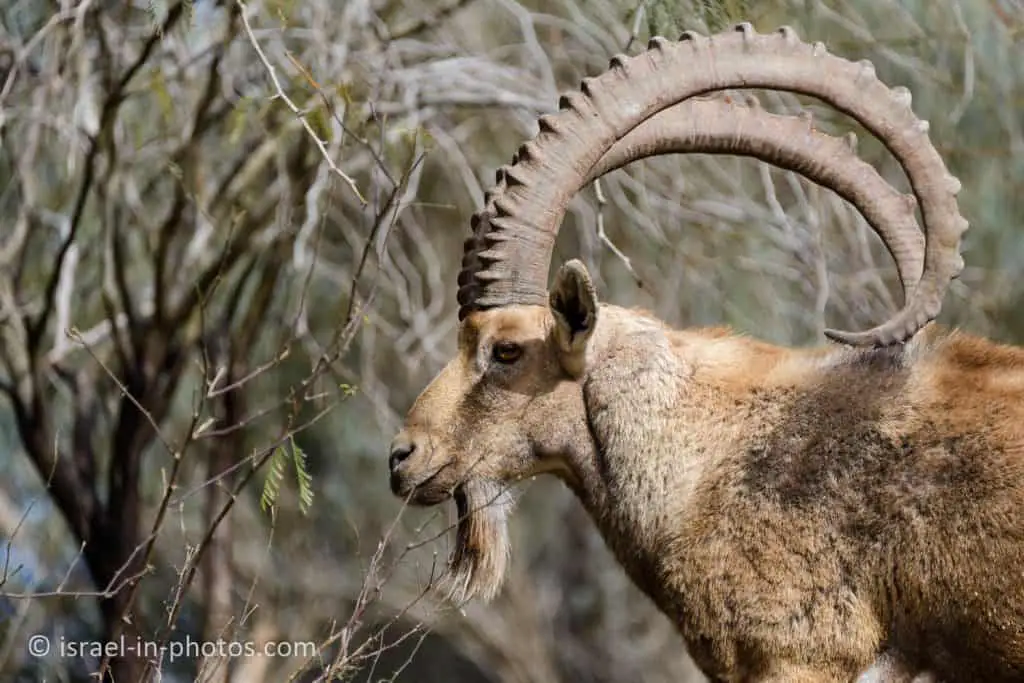 Nubian ibex