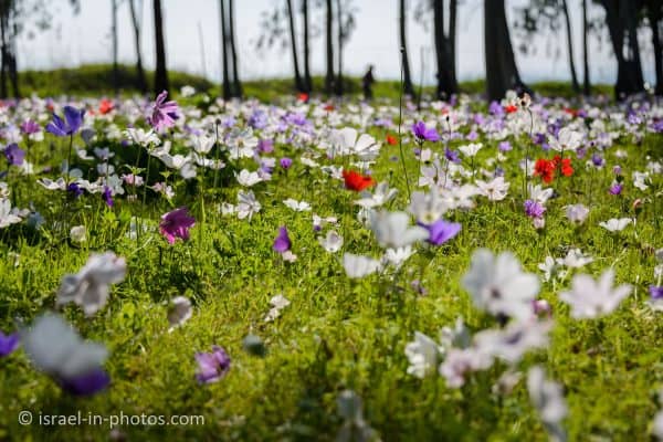 Anemone Forest HaSargel (Landing Plane Megiddo)
