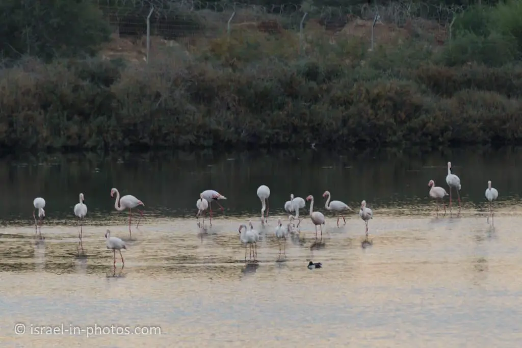 Flamingos at Atlit