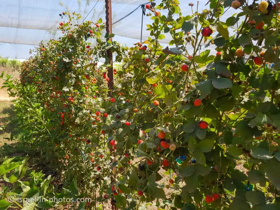Self-picking raspberries at Kaplan Farm in Kfar Haim