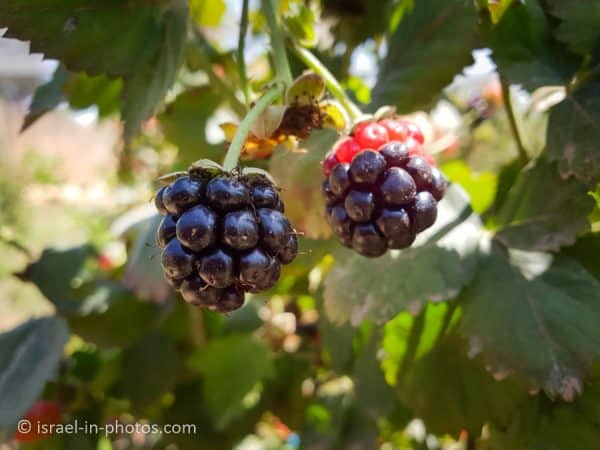 Self-picking raspberries at Kaplan Farm in Kfar Haim