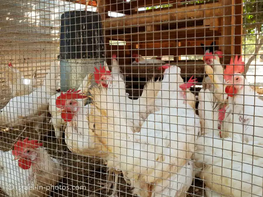 Chickens