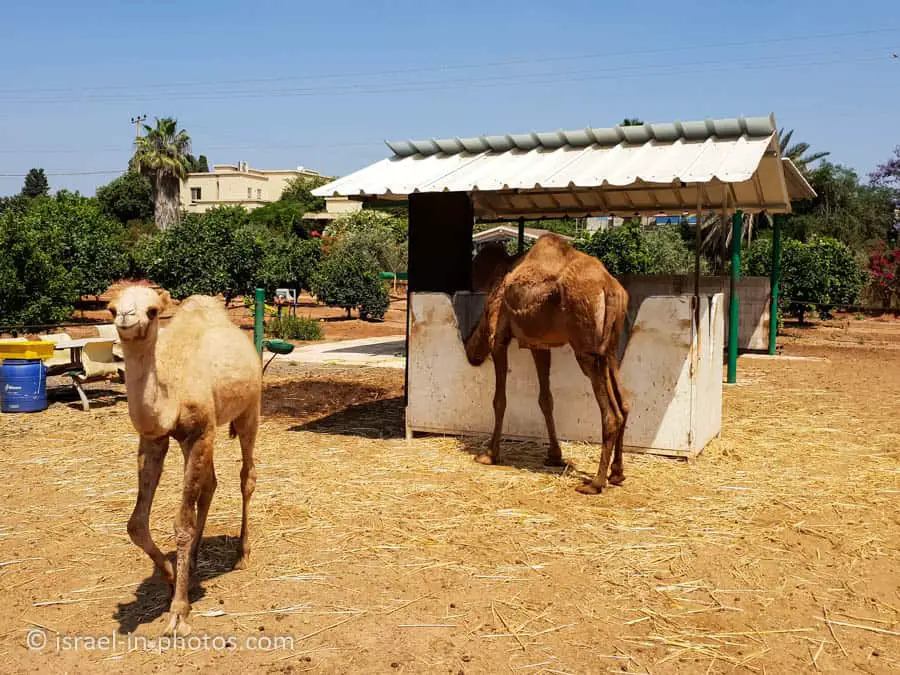 Camels