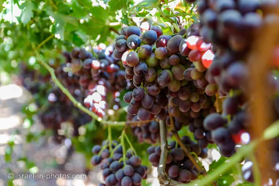 Самостоятельный сбор винограда