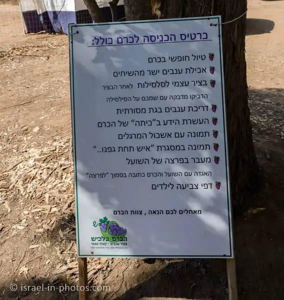 Activities at the vineyard in Lachish