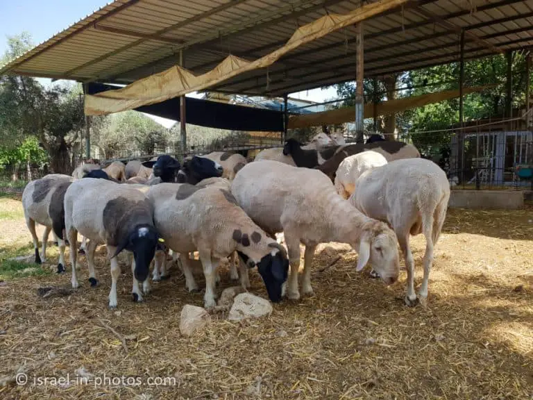 The Markovitch Cheese Farm Visitors Guide Israel in Photos