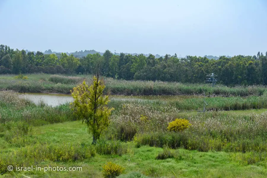 Gibton Springs Nature Reserve