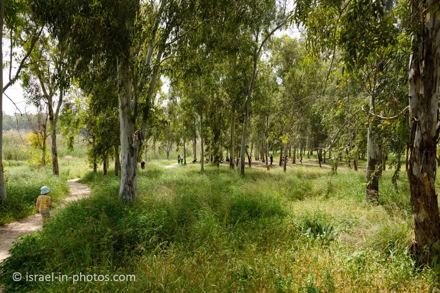 Eucalyptus Grove