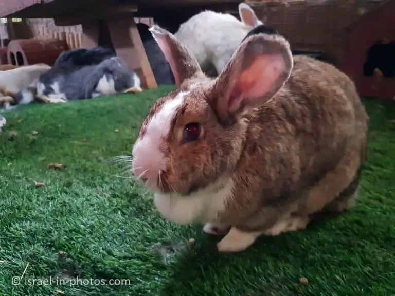 The Rabbit Village, Bethlehem of Galilee – Visitors Guide