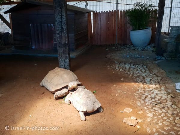 The Rabbit Village, Bethlehem of Galilee - Visitors Guide - Israel in ...