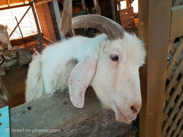 The Rabbit Village, Bethlehem of Galilee - Visitors Guide - Israel in ...