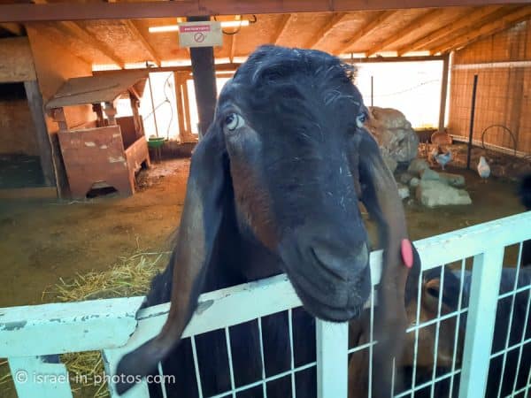 The Rabbit Village, Bethlehem of Galilee - Visitors Guide - Israel in ...