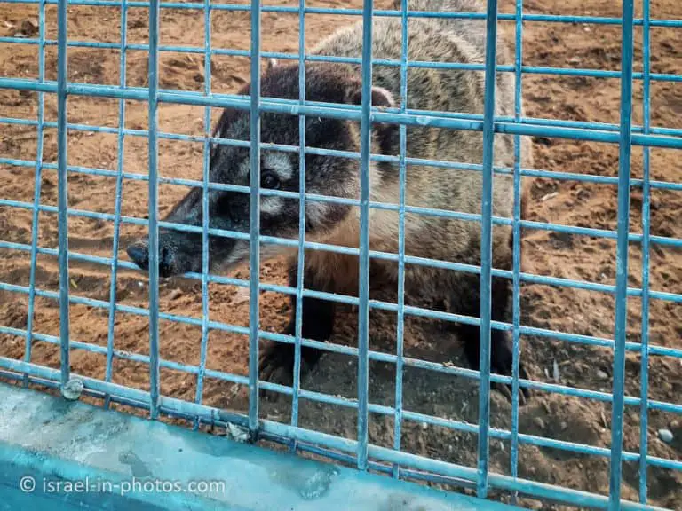 The Rabbit Village, Bethlehem of Galilee - Visitors Guide - Israel in ...
