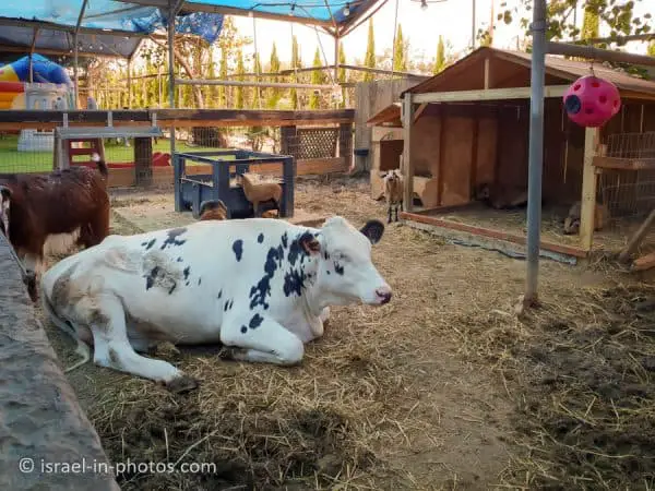 The Rabbit Village, Bethlehem of Galilee - Visitors Guide - Israel in ...