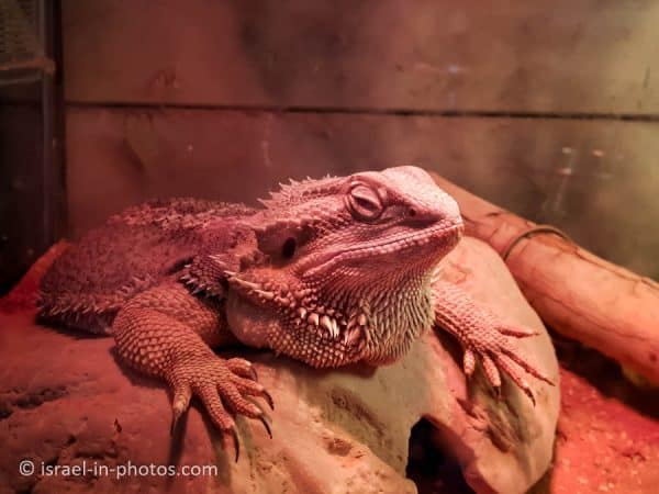 The Rabbit Village, Bethlehem of Galilee - Visitors Guide - Israel in ...