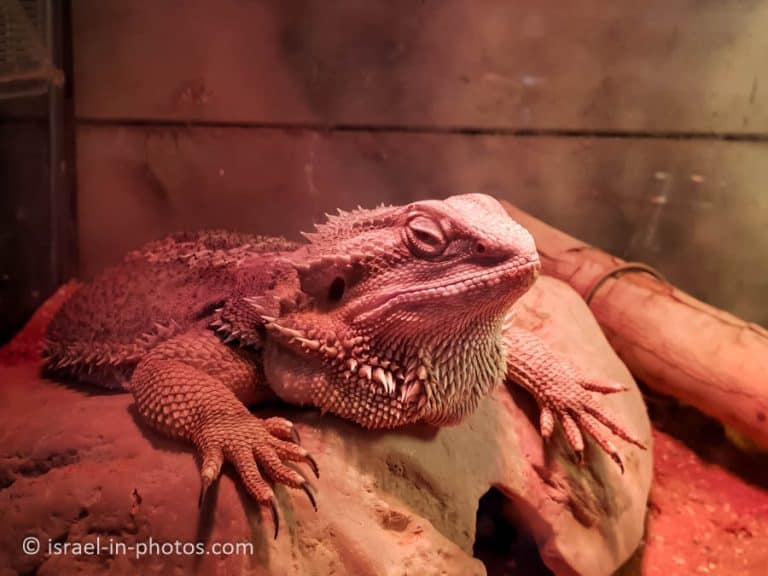 The Rabbit Village, Bethlehem of Galilee - Visitors Guide - Israel in ...