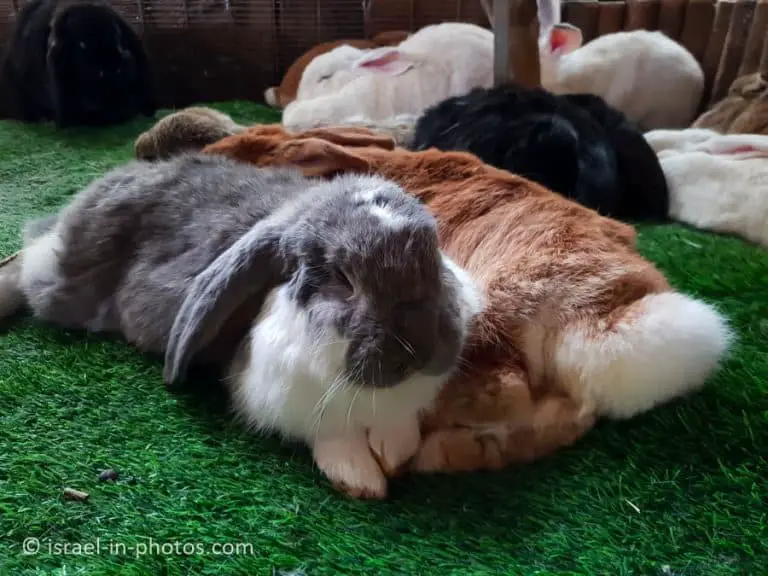 The Rabbit Village, Bethlehem of Galilee - Visitors Guide - Israel in ...