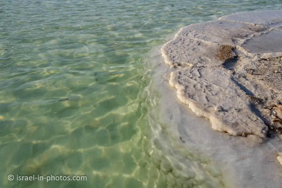 Dead Sea Mushrooms