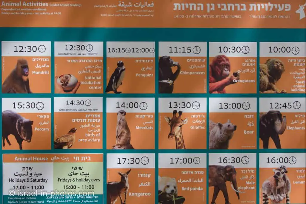 Feeding Times and Special Activities
