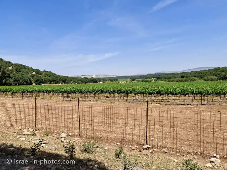 Grapes growing in the valley