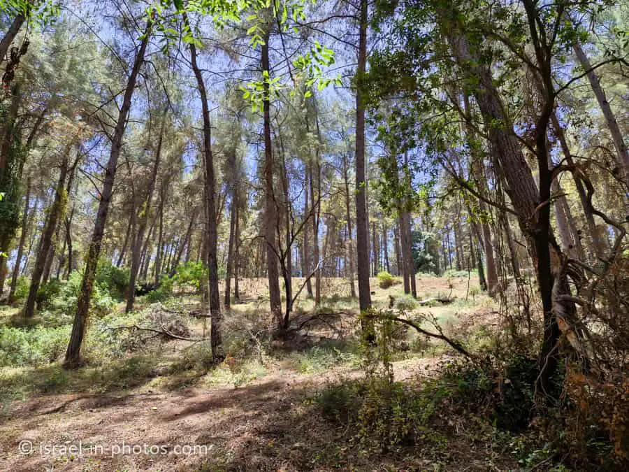 Zipori Forest
