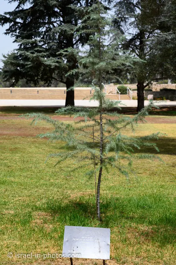 Tree planted by our latest President