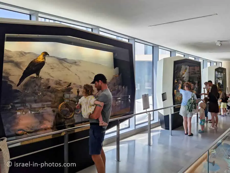 The Steinhardt Museum of Natural History