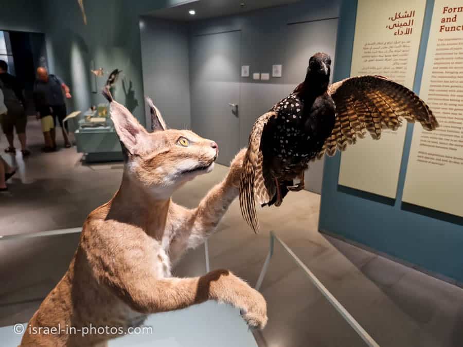 The Steinhardt Museum of Natural History