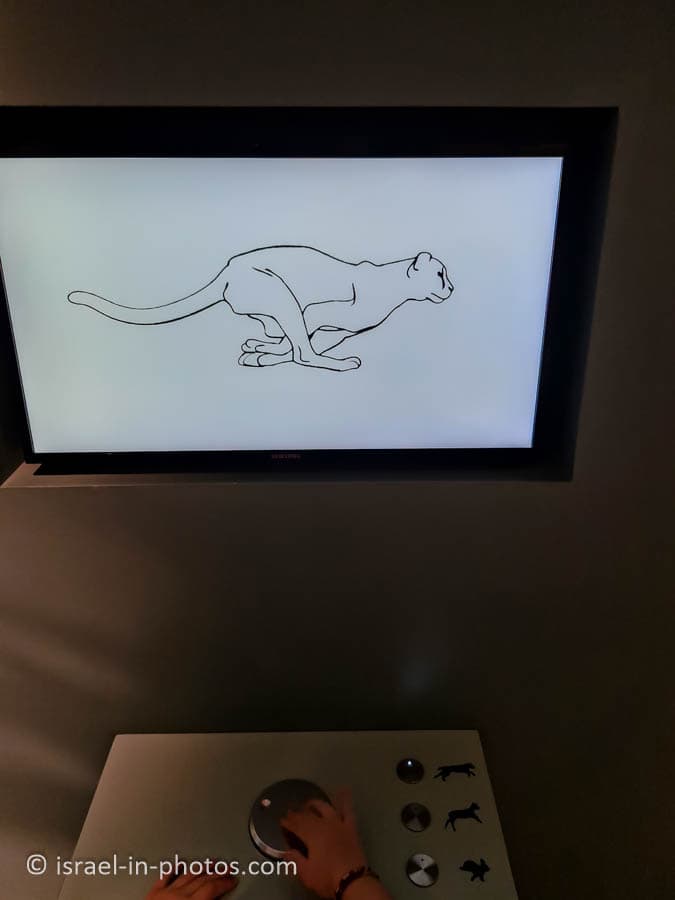 How different animals run