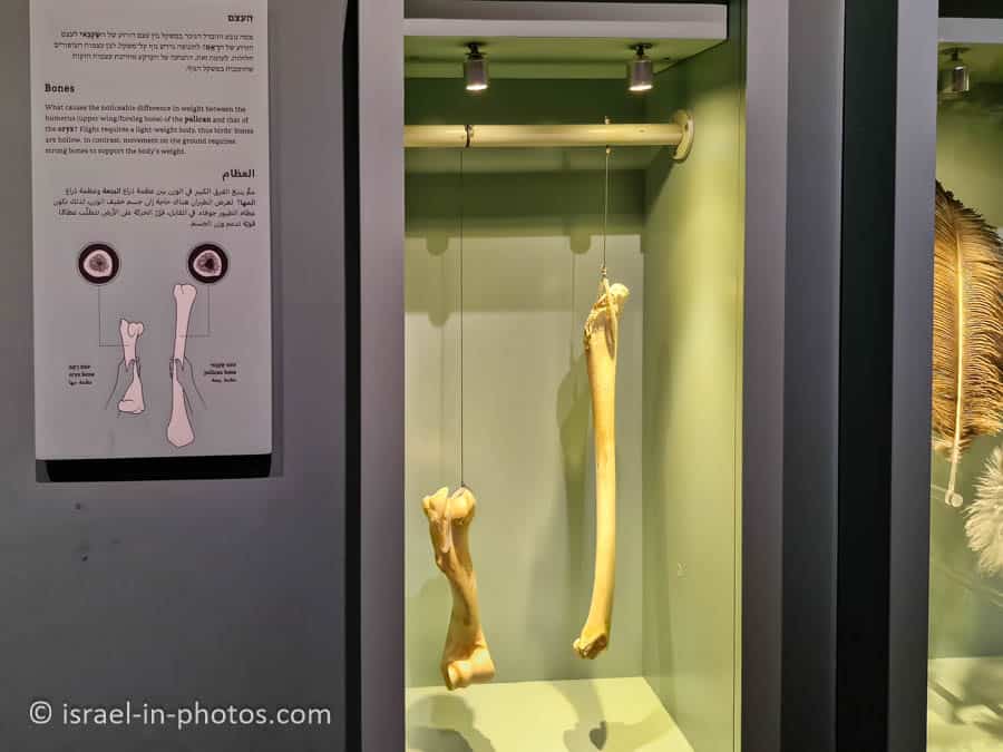 Bones